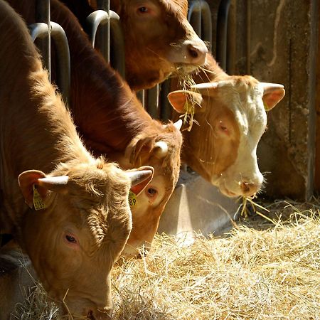 Farm Stay Malovscevo Vitovlje 외부 사진