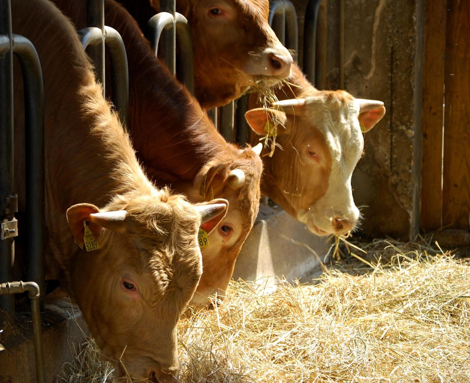 Farm Stay Malovscevo Vitovlje 외부 사진